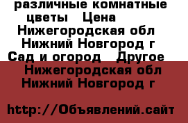  различные комнатные цветы › Цена ­ 200 - Нижегородская обл., Нижний Новгород г. Сад и огород » Другое   . Нижегородская обл.,Нижний Новгород г.